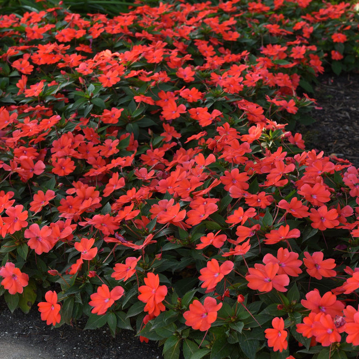 Impatiens hawkeri 'Balbocour' ~ Bounce™ Bright Coral Impatiens-ServeScape