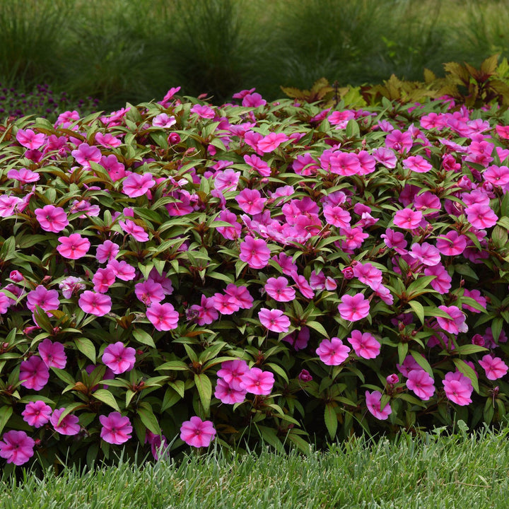 Impatiens hawkeri 'Balboufink' ~ Bounce™ Pink Flame Impatiens-ServeScape