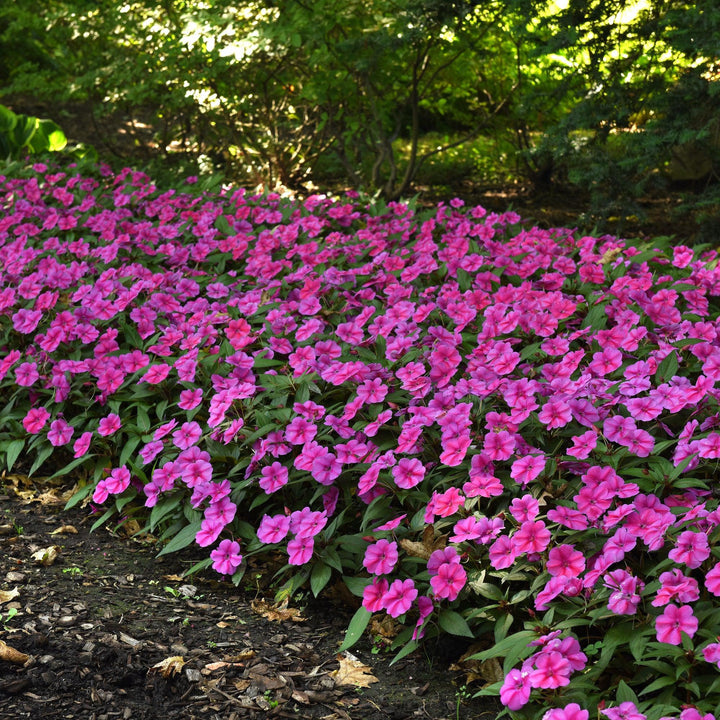 Impatiens hawkeri 'Balboufink' ~ Bounce™ Pink Flame Impatiens-ServeScape