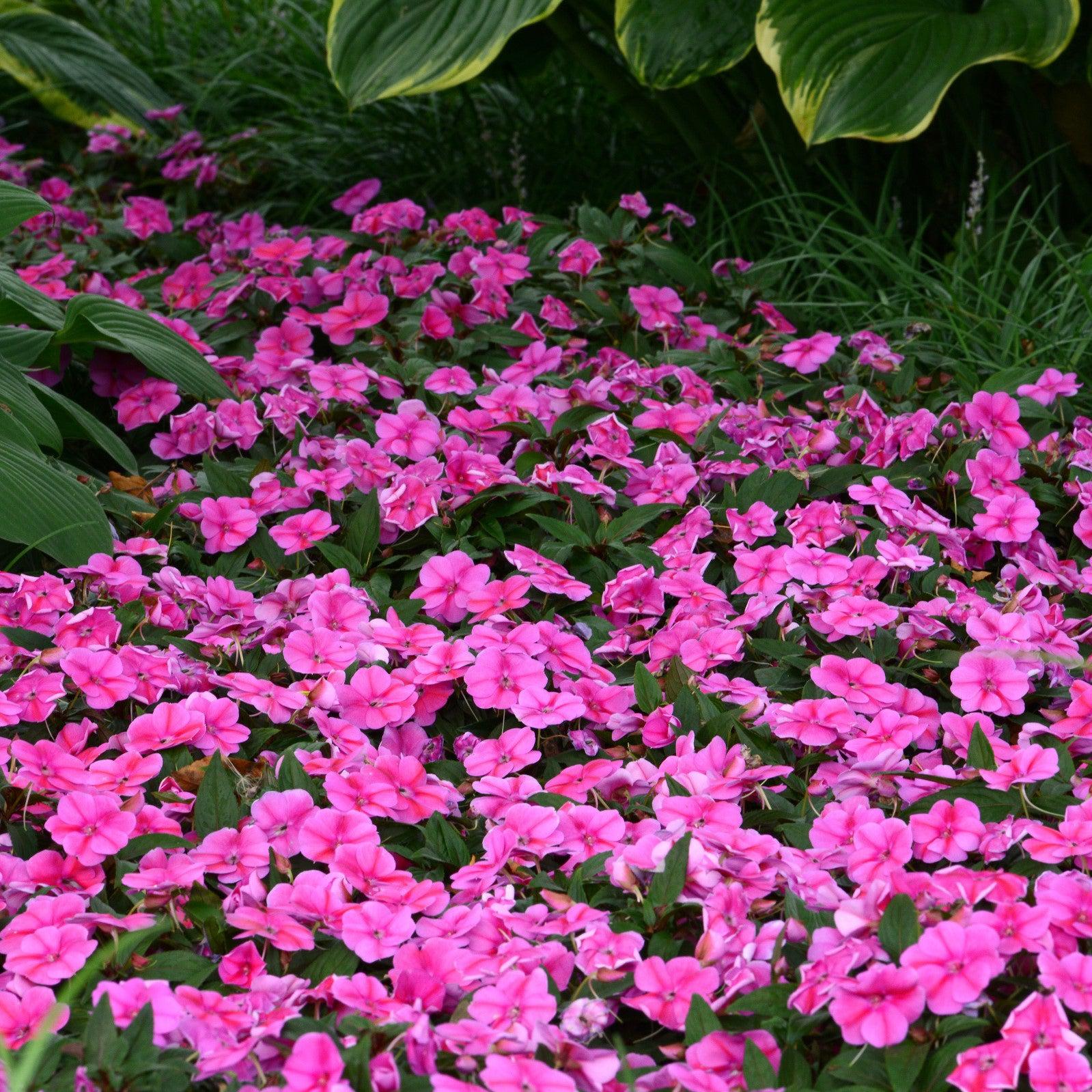 Impatiens hawkeri 'Balboufink' ~ Bounce™ Pink Flame Impatiens-ServeScape