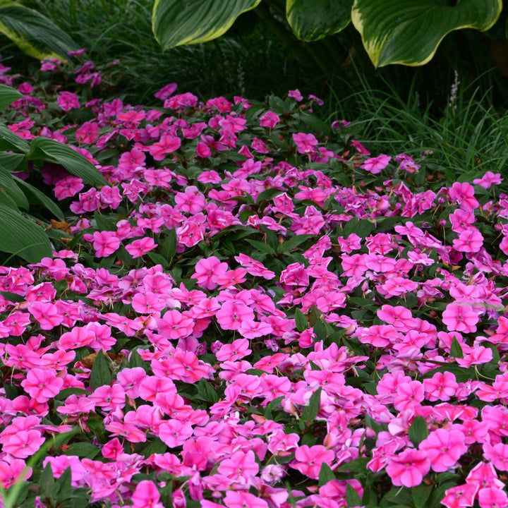 Impatiens hawkeri 'Balboufink' ~ Bounce™ Pink Flame Impatiens-ServeScape