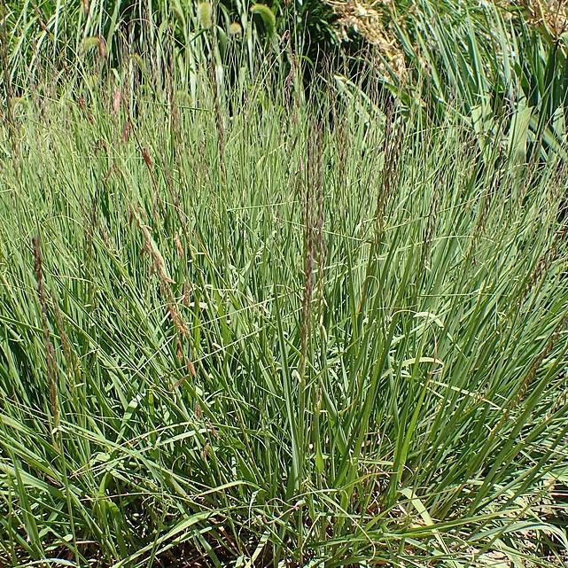 Bouteloua curtipendula ~ Sideoats Grama-ServeScape