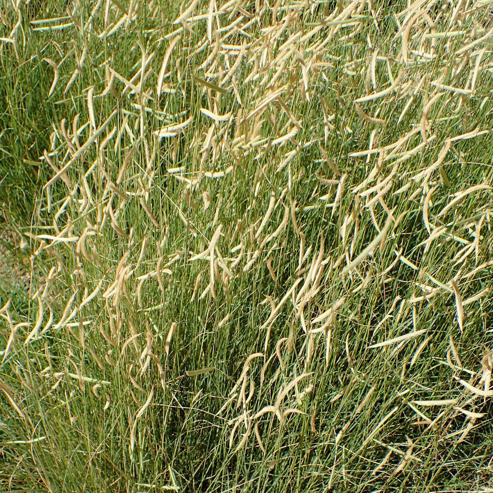 Bouteloua gracilis 'Blonde Ambition' ~ 'Blonde Ambition' Blue Grama-ServeScape