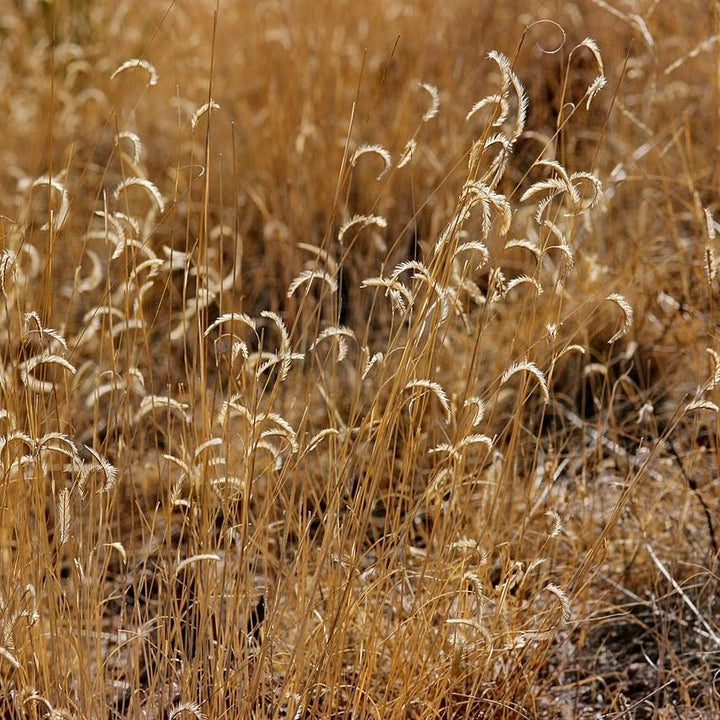 Bouteloua gracilis 'Blonde Ambition' ~ 'Blonde Ambition' Blue Grama-ServeScape