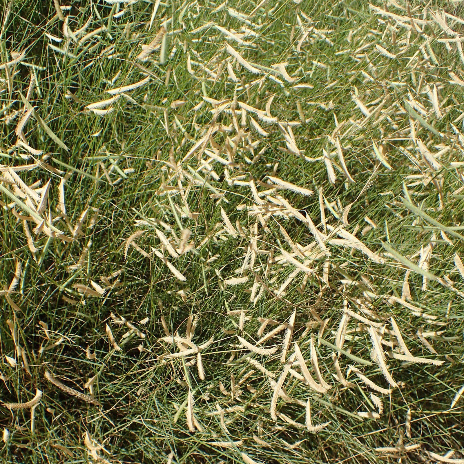 Bouteloua g. 'Blonde Ambition' ~ 'Blonde Ambition' Blue Grama - Delivered By ServeScape