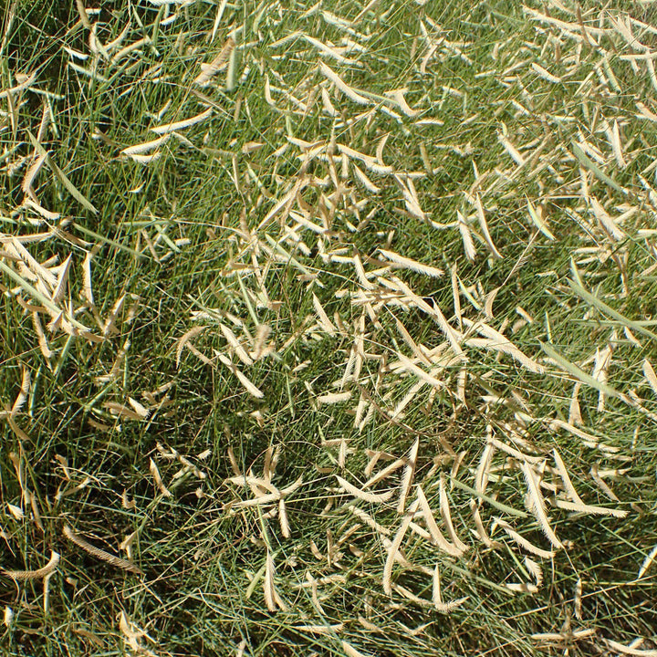 Bouteloua g. 'Blonde Ambition' ~ 'Blonde Ambition' Blue Grama - Delivered By ServeScape