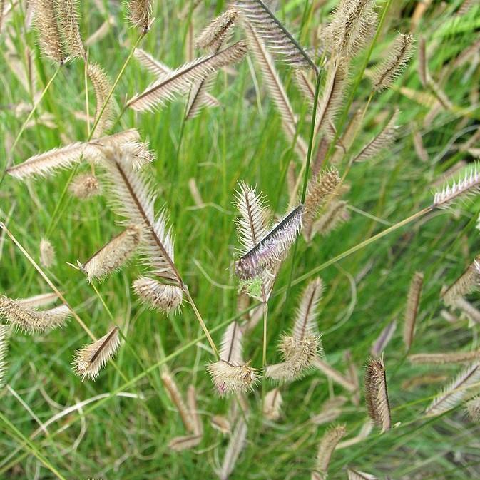 Bouteloua gracilis ~ Blue Grama-ServeScape