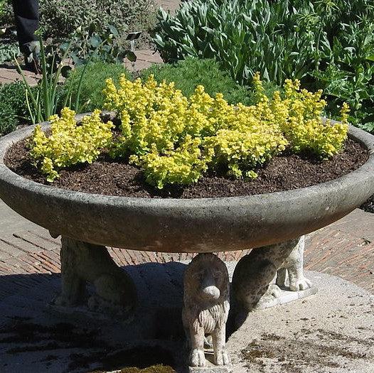 Origanum vulgare 'Aureum' ~ Golden Oregano-ServeScape