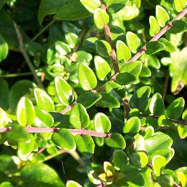 Lonicera nitida 'Golden Glow' ~ Thunderbolt™ Honeysuckle-ServeScape