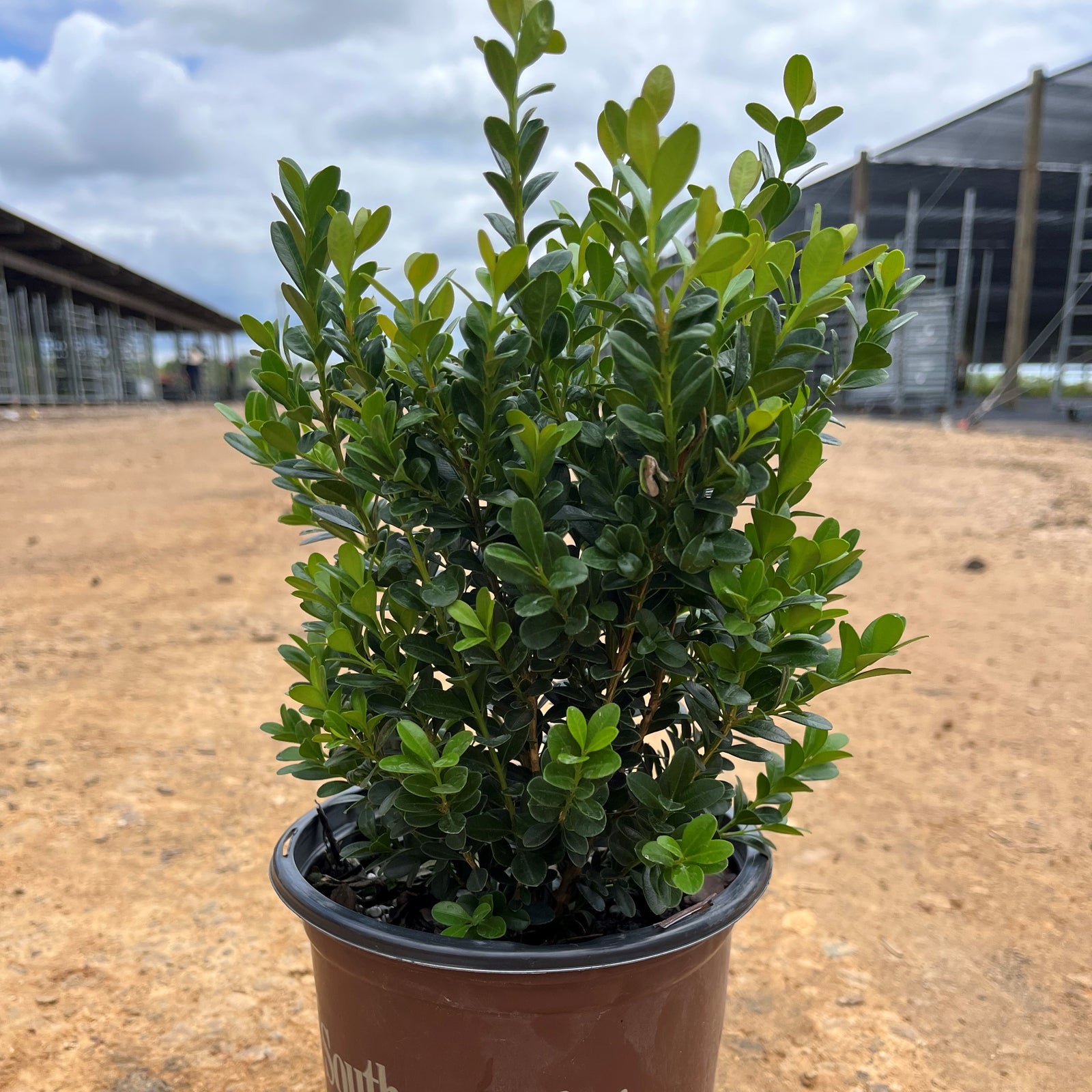 Buxus microphylla japonica 'Gregem' ~ Baby Gem™ Boxwood-ServeScape
