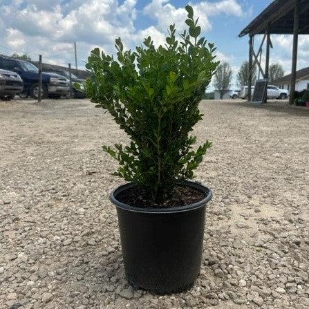 Buxus microphylla 'Wintergreen' ~ Wintergreen Boxwood-ServeScape