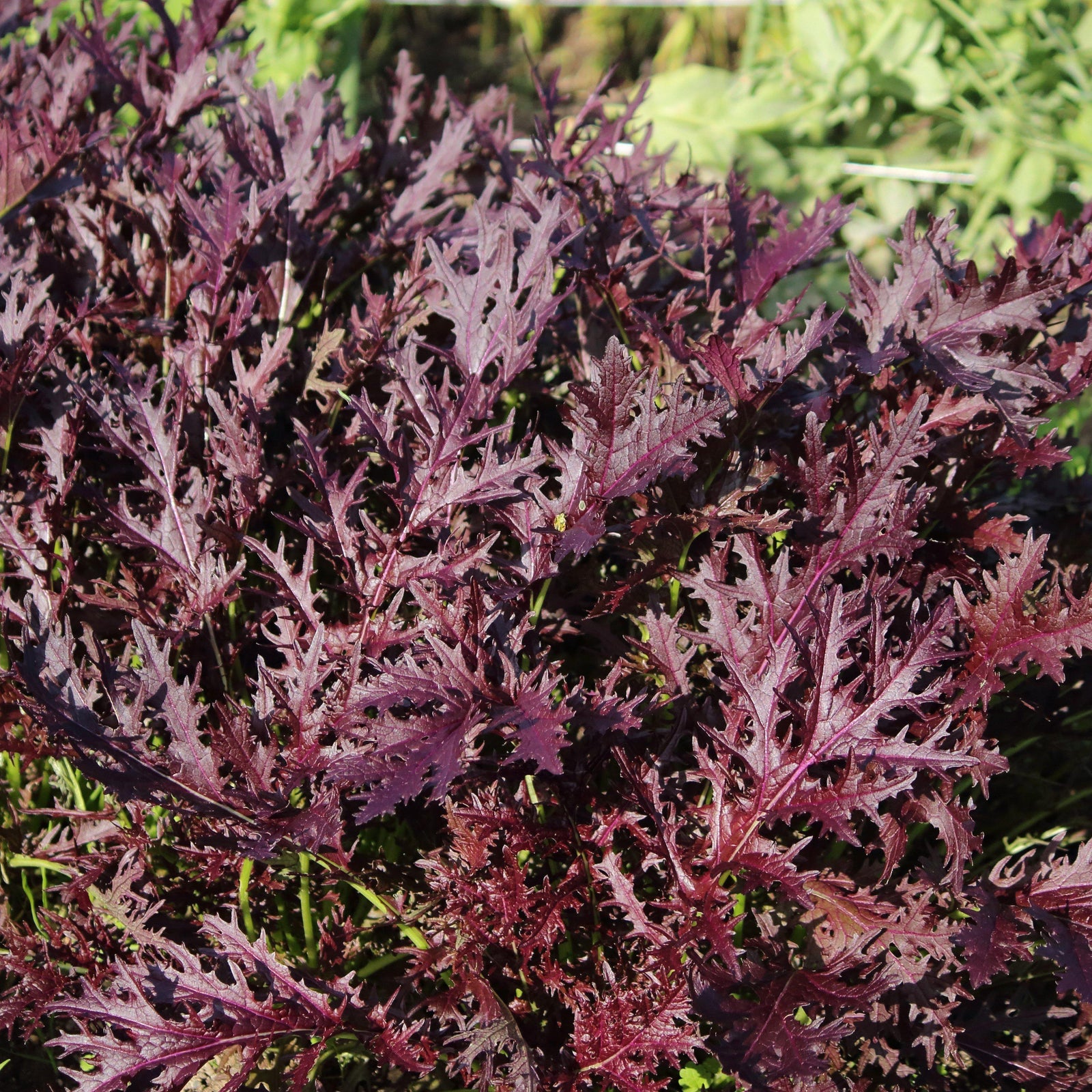 Brassica juncea 'Miz America' ~ Miz America Mustard-ServeScape