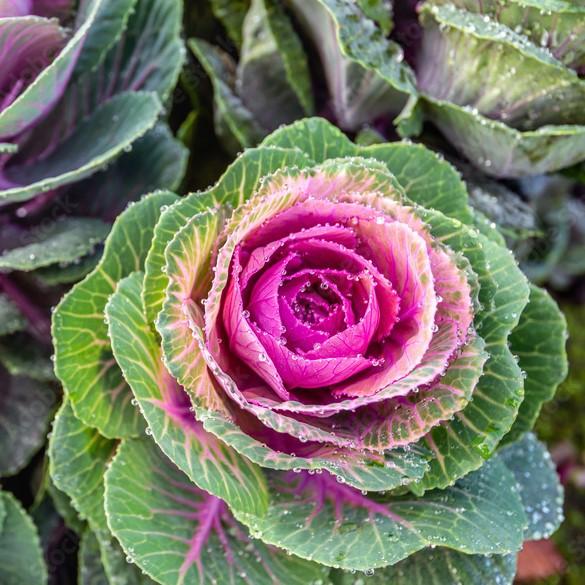 Copy of Brassica oleracea (Acephala Group) 'Crane Pink'~ Crane Pink Ornamental Kale-ServeScape