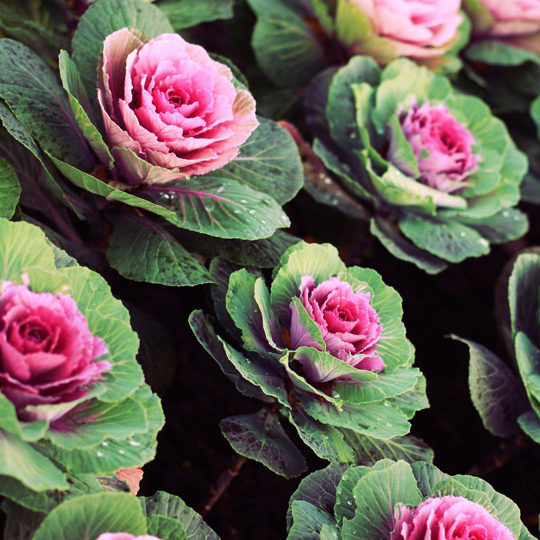 Copy of Brassica oleracea (Acephala Group) 'Crane Pink'~ Crane Pink Ornamental Kale-ServeScape