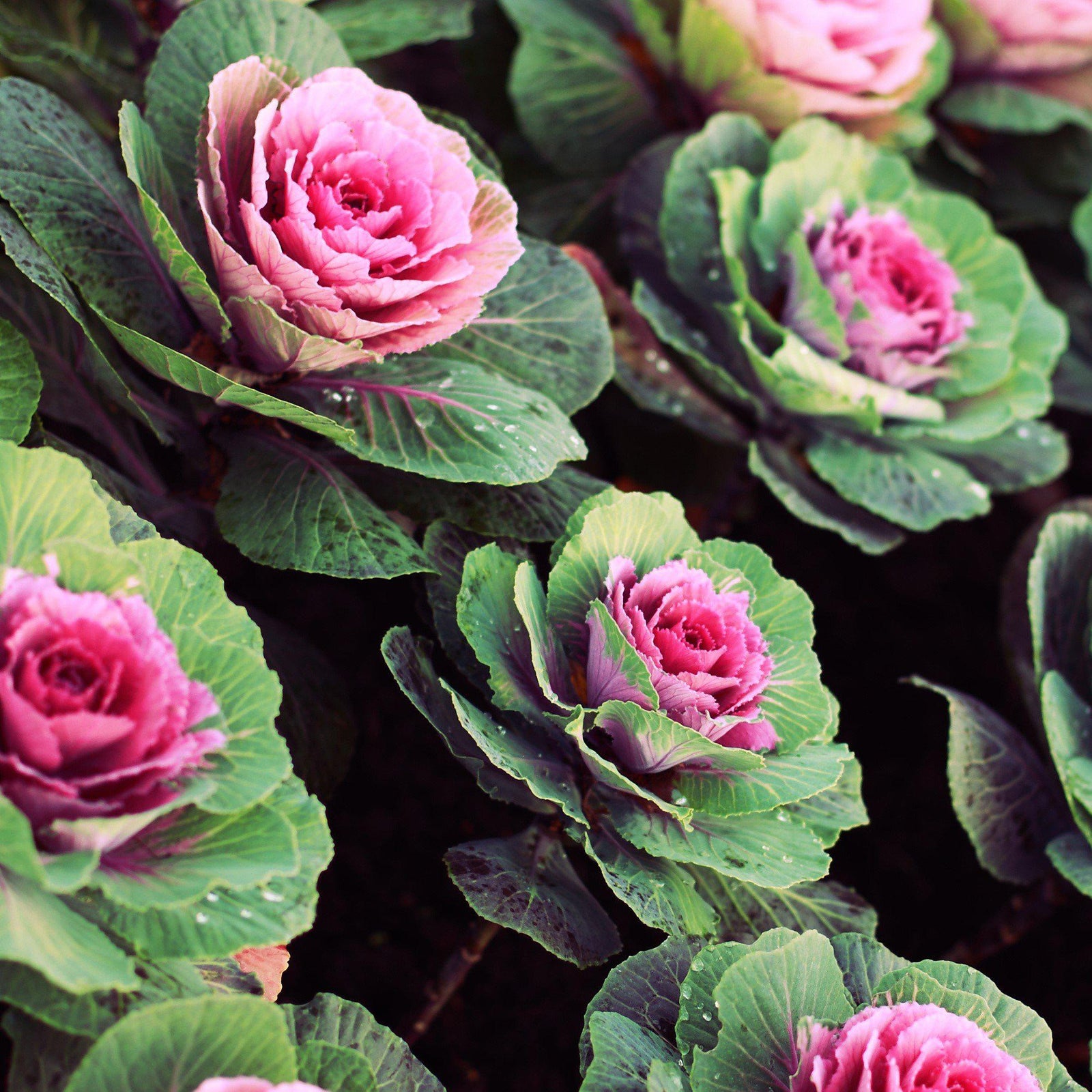 Copy of Brassica oleracea (Acephala Group) 'Crane Pink'~ Crane Pink Ornamental Kale-ServeScape