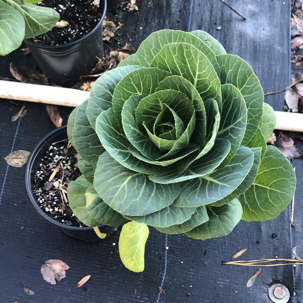 Brassica oleracea (Acephala Group) 'Crane White' ~ Crane White Ornamental Kale-ServeScape