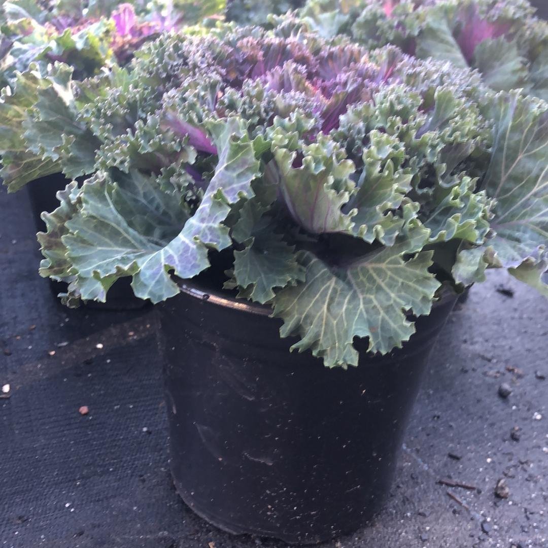 Brassica oleracea (Acephala Group) ‘Nagoya Red'~ Nagoya Red Ornamental Kale-ServeScape
