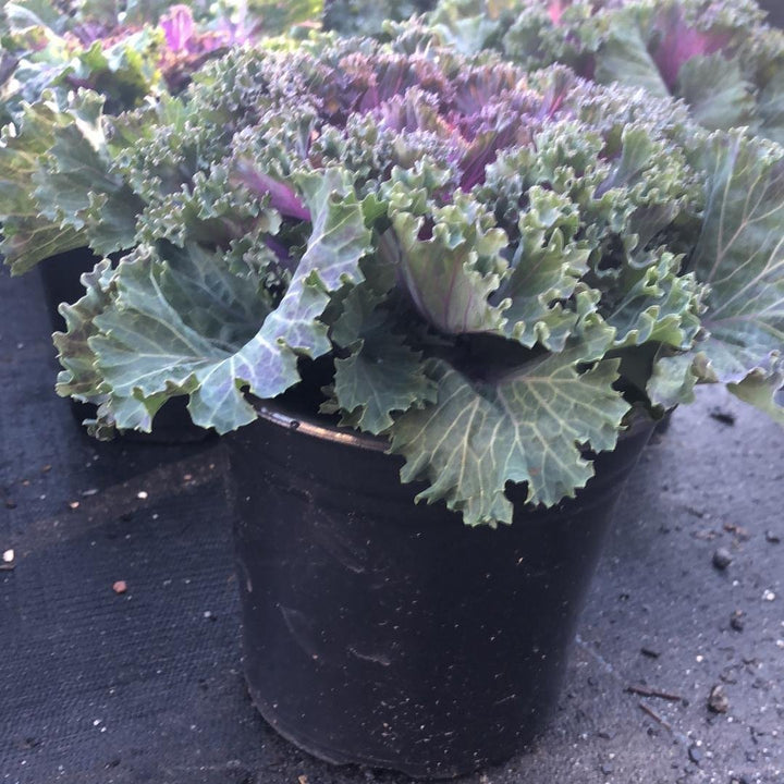 Brassica oleracea (Acephala Group) ‘Nagoya Red'~ Nagoya Red Ornamental Kale-ServeScape