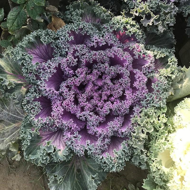Brassica oleracea (Acephala Group) ‘Nagoya Red'~ Nagoya Red Ornamental Kale-ServeScape