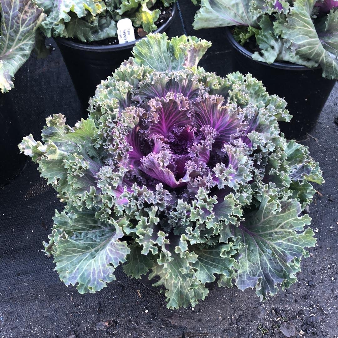 Brassica oleracea (Acephala Group) ‘Nagoya Red'~ Nagoya Red Ornamental Kale-ServeScape