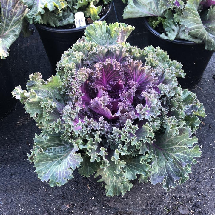 Brassica oleracea (Acephala Group) ‘Nagoya Red'~ Nagoya Red Ornamental Kale-ServeScape