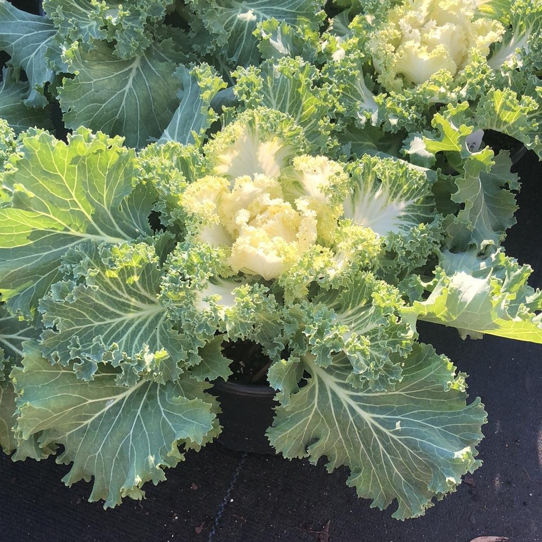 Brassica oleracea (Acephala Group) ‘Nagoya White'~ Nagoya White Ornamental Kale-ServeScape