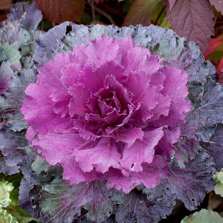 Brassica oleracea (Acephala Group) 'Pigeon Red'~Pigeon Red Ornamental Cabbage-ServeScape