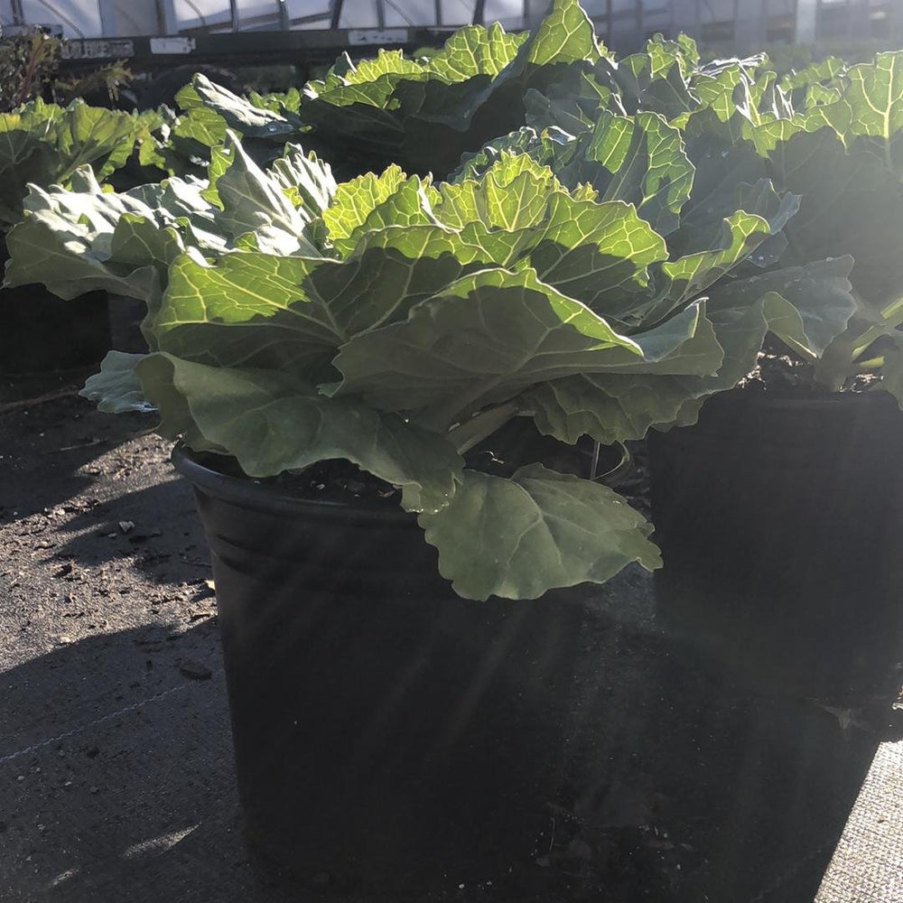 Brassica oleracea (Acephala Group) 'Pigeon White'~Pigeon White Ornamental Cabbage-ServeScape