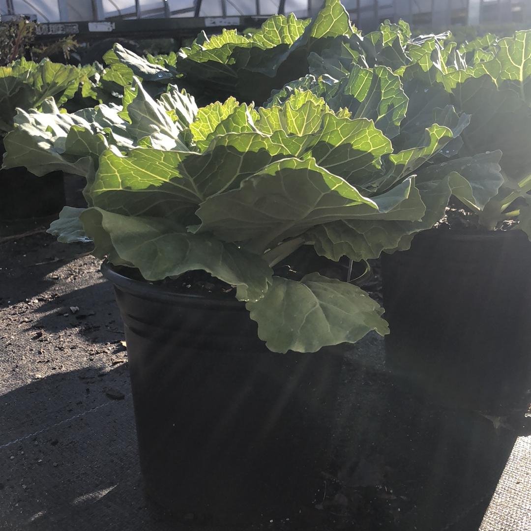 Brassica oleracea (Acephala Group) 'Pigeon White'~Pigeon White Ornamental Cabbage-ServeScape