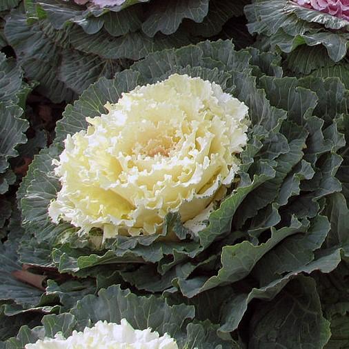 Brassica oleracea (Acephala Group) 'Pigeon White'~Pigeon White Ornamental Cabbage-ServeScape