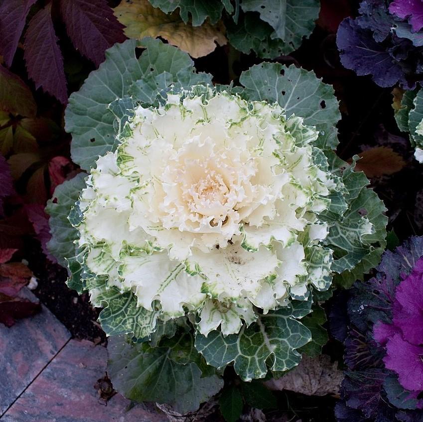 Brassica oleracea (Acephala Group) 'Pigeon White'~Pigeon White Ornamental Cabbage-ServeScape