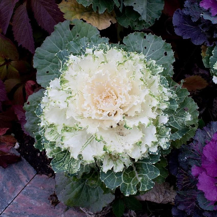 Brassica oleracea (Acephala Group) 'Pigeon White'~Pigeon White Ornamental Cabbage-ServeScape
