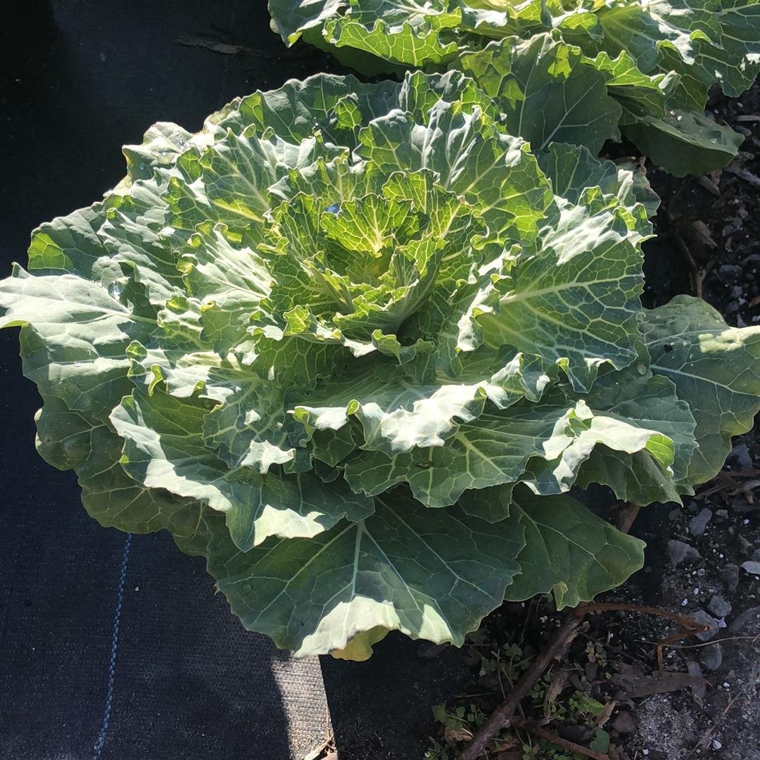 Brassica oleracea (Acephala Group) 'Pigeon White'~Pigeon White Ornamental Cabbage-ServeScape