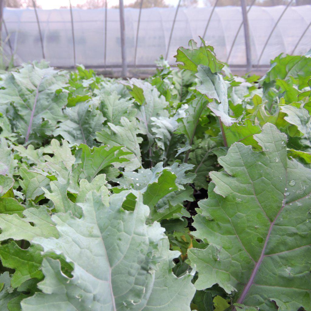 Brassica oleracea (Acephala Group) 'Red Russian' ~ Red Russian Ornamental Kale