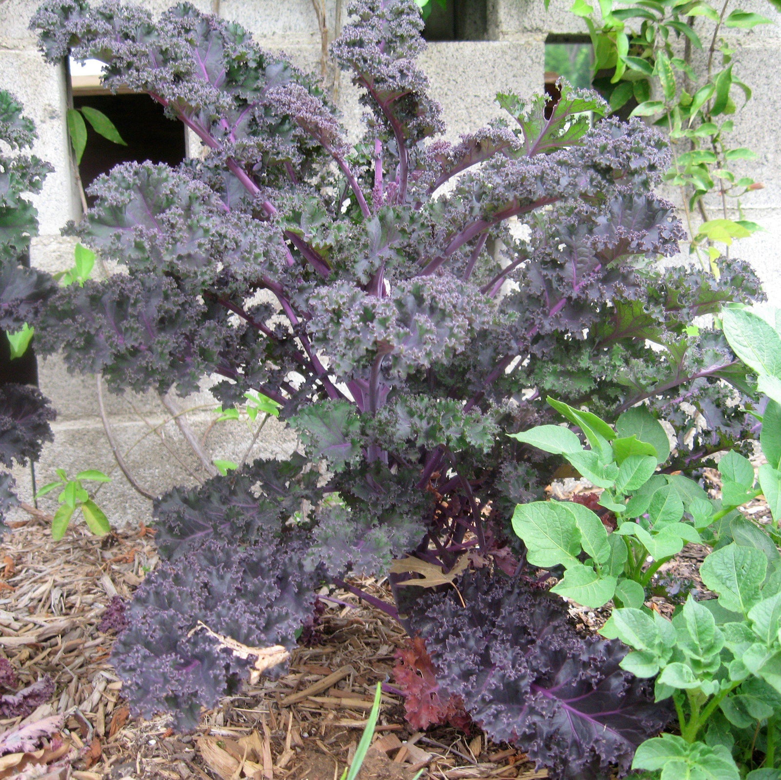 Brassica oleracea (Acephala Group) 'Yokohama Red'~ Yokohama Red Ornamental Kale-ServeScape