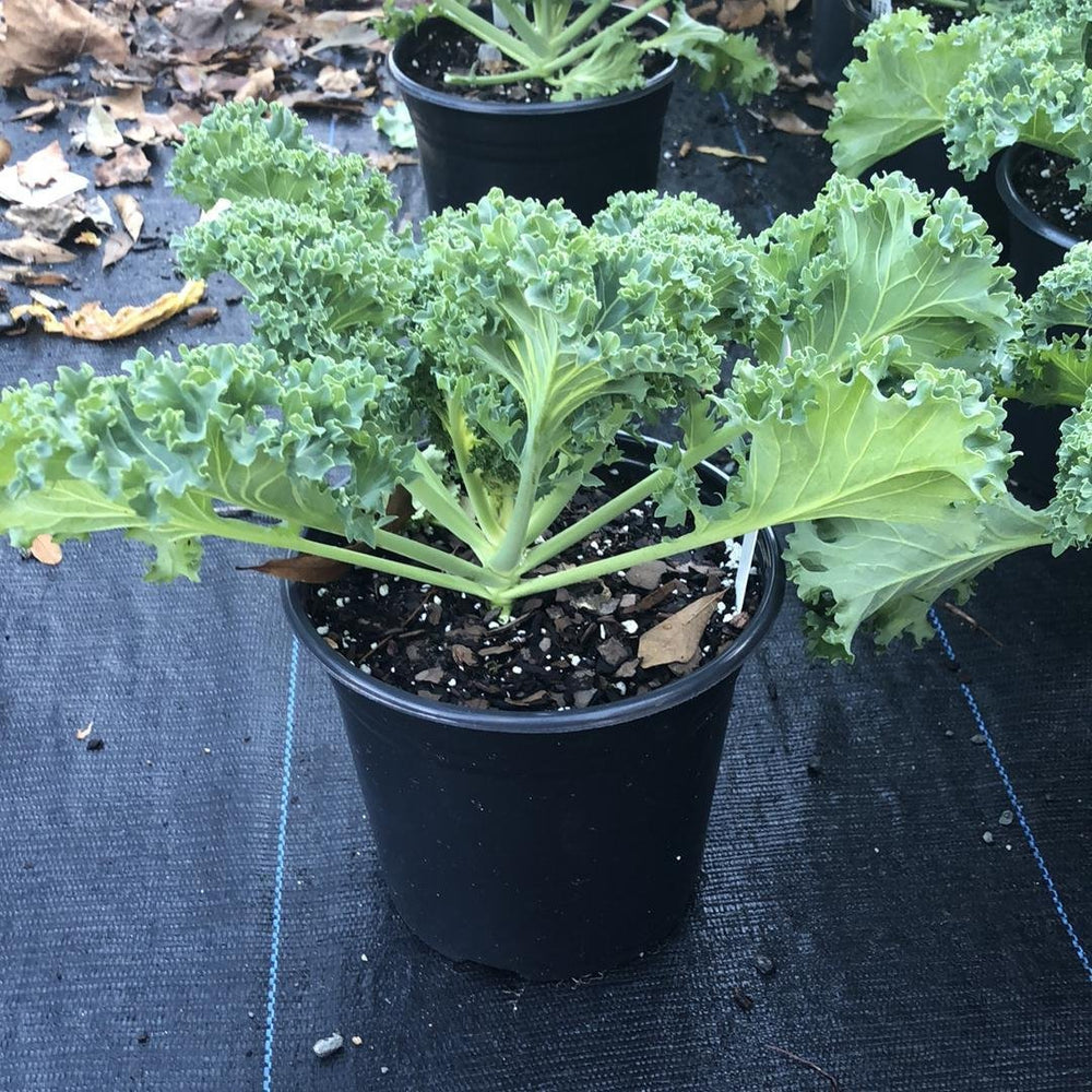 Brassica oleracea (Acephala Group) 'Yokohama White'~ Yokohama White Ornamental Kale-ServeScape