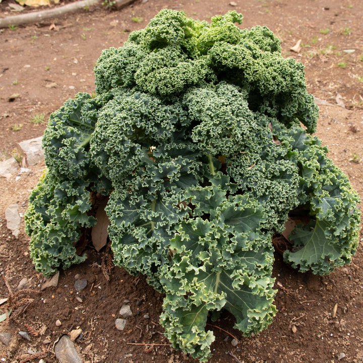 Brassica oleracea (Acephala Group) 'Yokohama White'~ Yokohama White Ornamental Kale-ServeScape