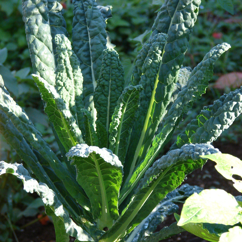 Brassica oleracea 'Lacinato' ~ Lacinato Kale, Dinosaur Kale