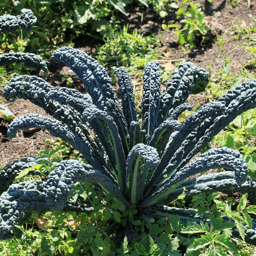 Brassica oleracea 'Lacinato' ~ Lacinato Kale, Dinosaur Kale