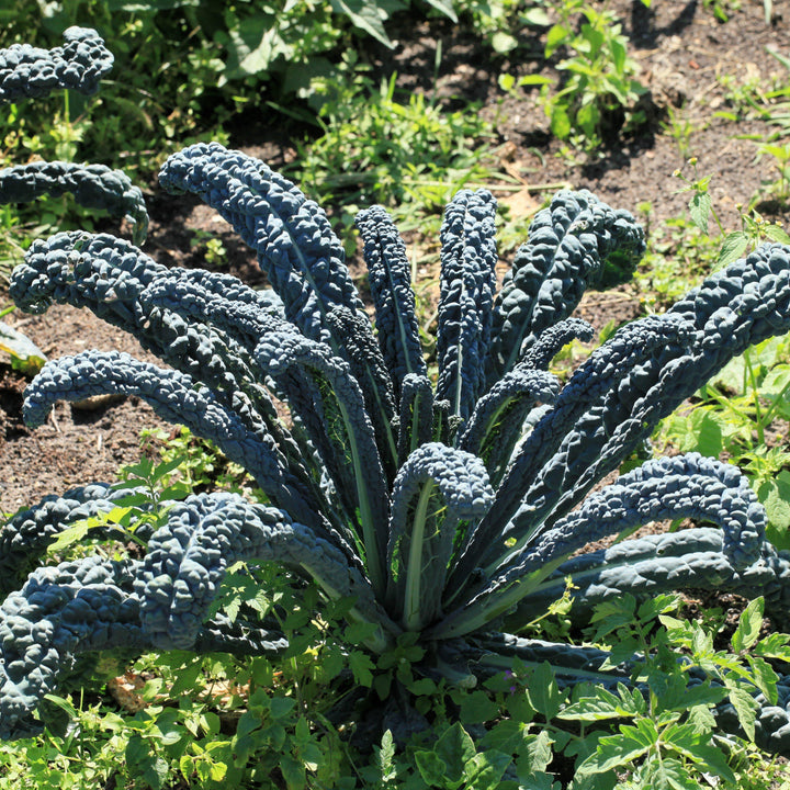 Brassica oleracea 'Lacinato' ~ Lacinato Kale, Dinosaur Kale
