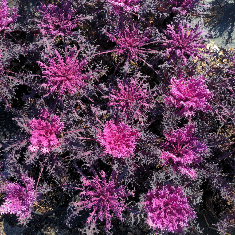 Brassica oleracea 'Peacock Red'~ Peacock Red Ornamental Kale-ServeScape