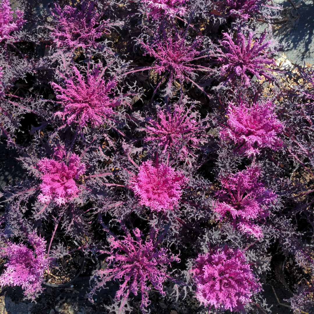 Brassica oleracea 'Peacock Red'~ Peacock Red Ornamental Kale-ServeScape
