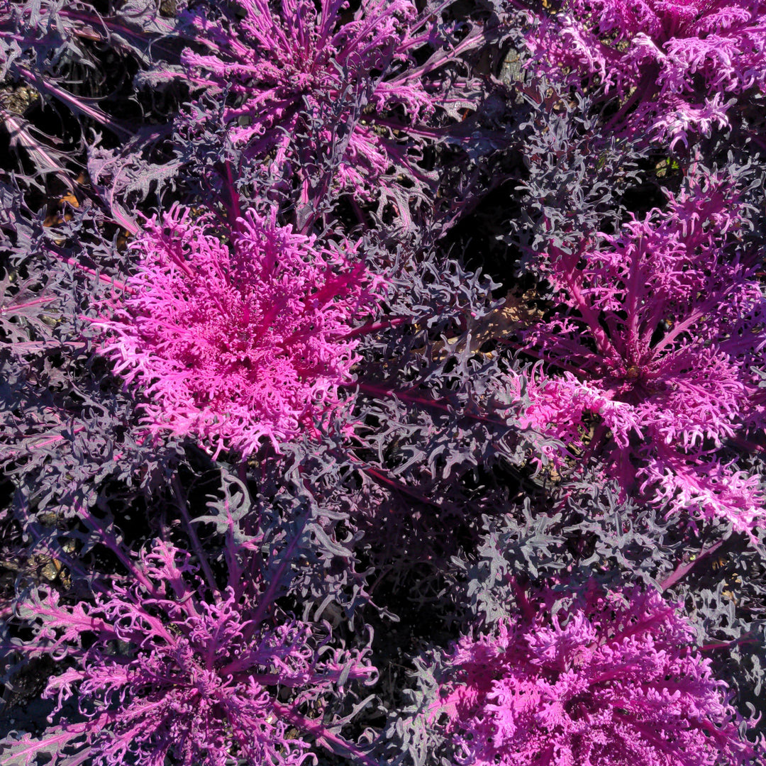 Brassica oleracea 'Peacock Red'~ Peacock Red Ornamental Kale-ServeScape