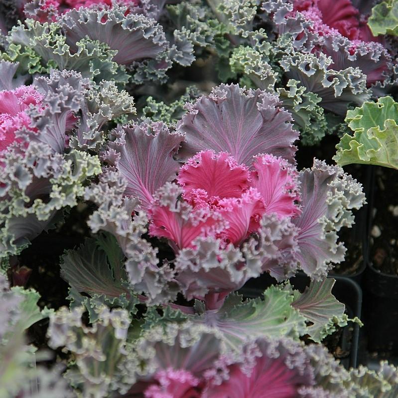 Brassica oleracea 'Peacock Red'~ Peacock Red Ornamental Kale-ServeScape