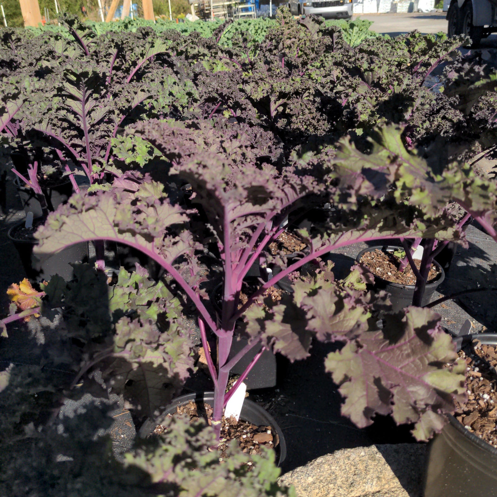Brassica oleracea 'Redbor' ~ Redbor Ornamental Kale-ServeScape