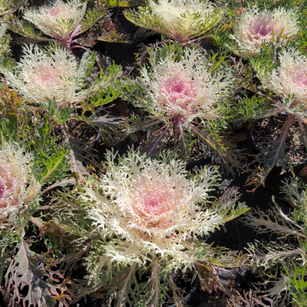 Copy of Brassica oleracea (Acephala Group) 'Red Peacock'~ Red Peacock Ornamental Kale-ServeScape