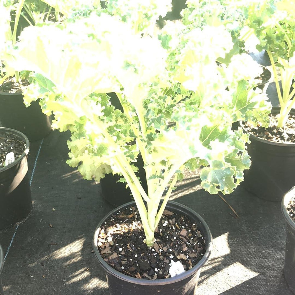 Brassica oleracea 'Winterbor’ ~ Winterbor Ornamental Kale-ServeScape