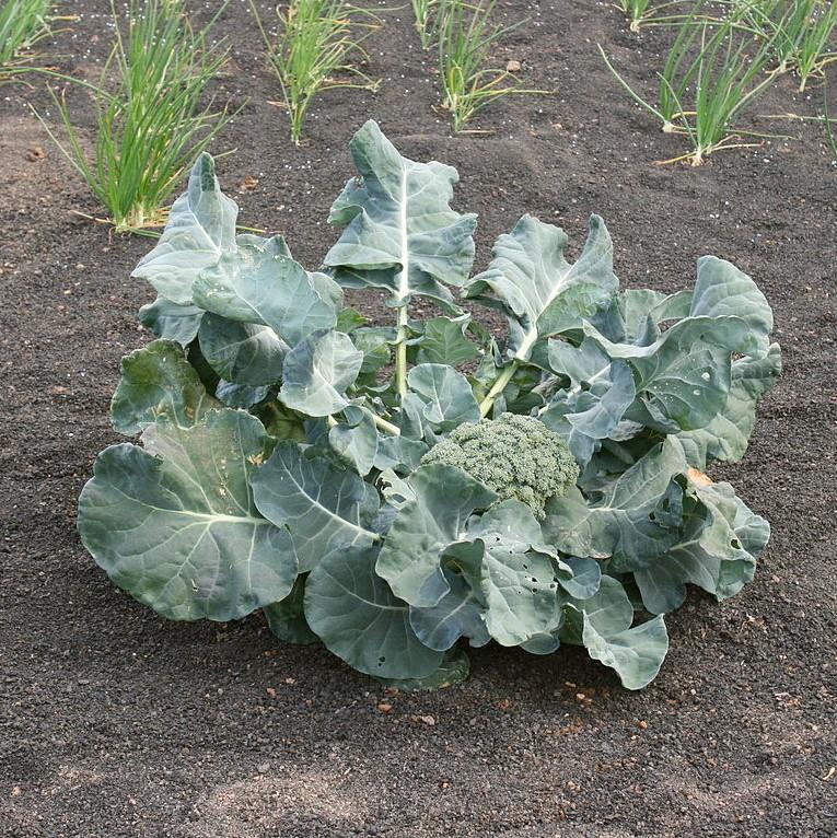 Brassica oleracea italica 'Green Magic' ~ Green Magic Broccoli-ServeScape