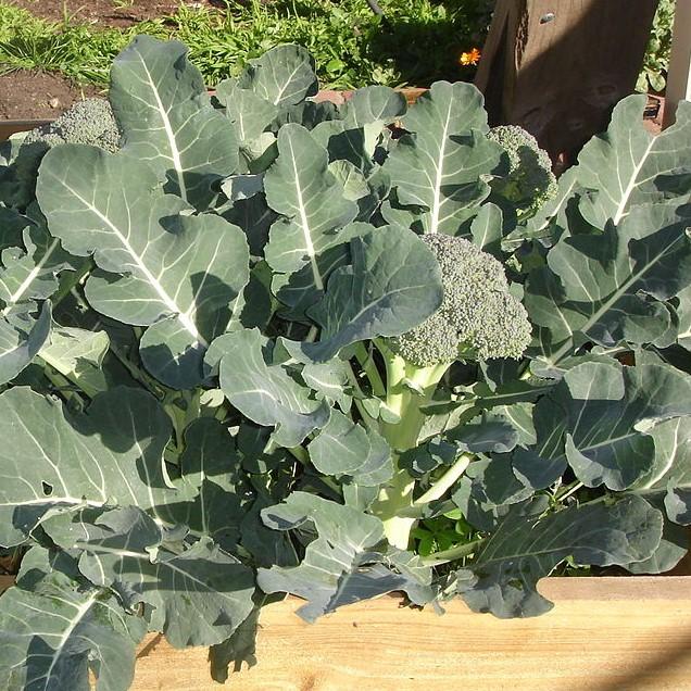 Brassica oleracea italica 'Green Wonder' ~ Green Wonder Broccoli-ServeScape