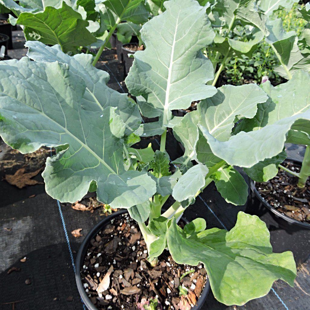 Brassica oleracea var. italica</em>~<b>Broccoli - Delivered By ServeScape